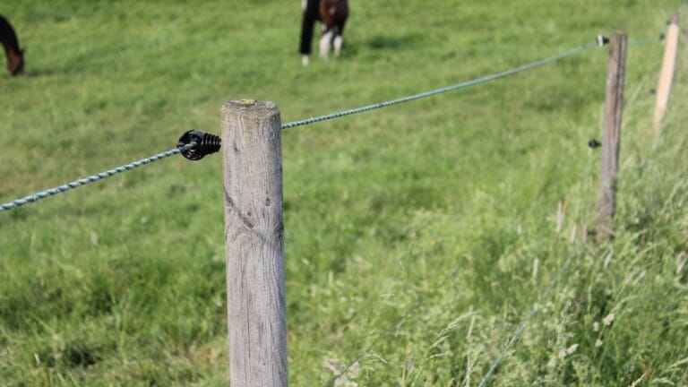 Psihologia animalelor: de ce gardurile electrice funcționează mai bine decât sistemele clasice de speriere?