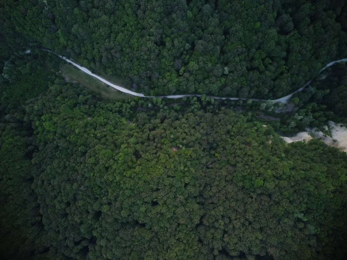 Drum de munte îngust care traversează o pădure deasă de brazi din Apuseni