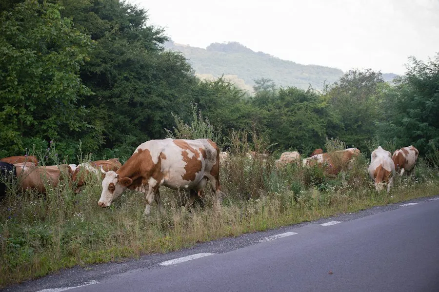 Photo Scenic drives Transylvania car